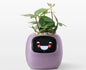 GrowJoy.